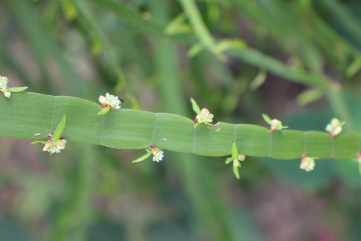 Muehlenbeckia platyclada (F.Muell.) Meisn.